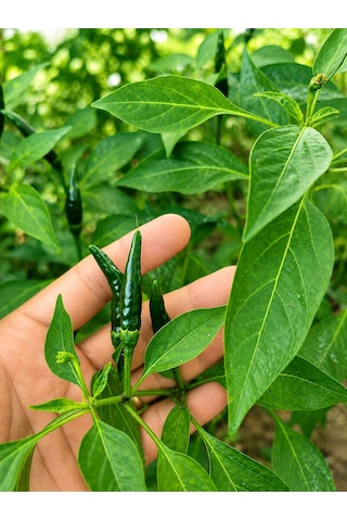 Bird Eye Pepper / 50.000 100.000 Scoville - Gerçek Taze Acı Biber