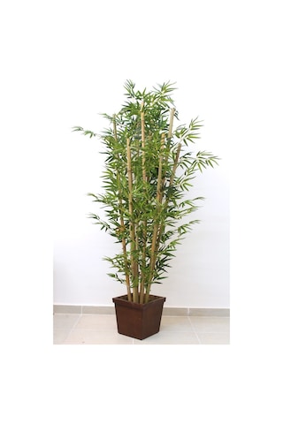 İthal Yeşil Bambu Tohumu Ekim Seti 3 Tohum +Saksı+Toprak+