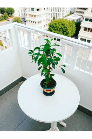 Bitkitürk-dekoratif Saksıda Örgülü Bonsai 50/70 Cm