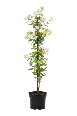 2 Yaş Hanımeli Fidanı 170-200cm Xl Boy