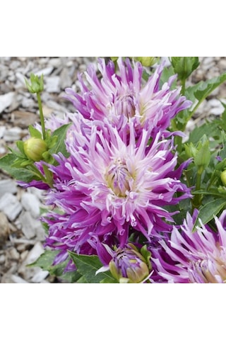 Dev Çiçekli Jil Dahlia Yıldız Çiçeği Soğanı Yumrusu 1 Adet