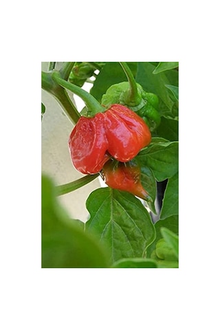 Trinidad Scorpion Biber Tohumu, Dünyanın En Acı Biberi, 10+ Adet