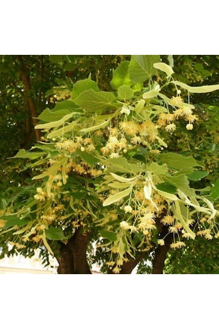 Ihlamur Fidanı 80-100 Cm Boyunda, Hoş Kokulu Ağaç Fidanı