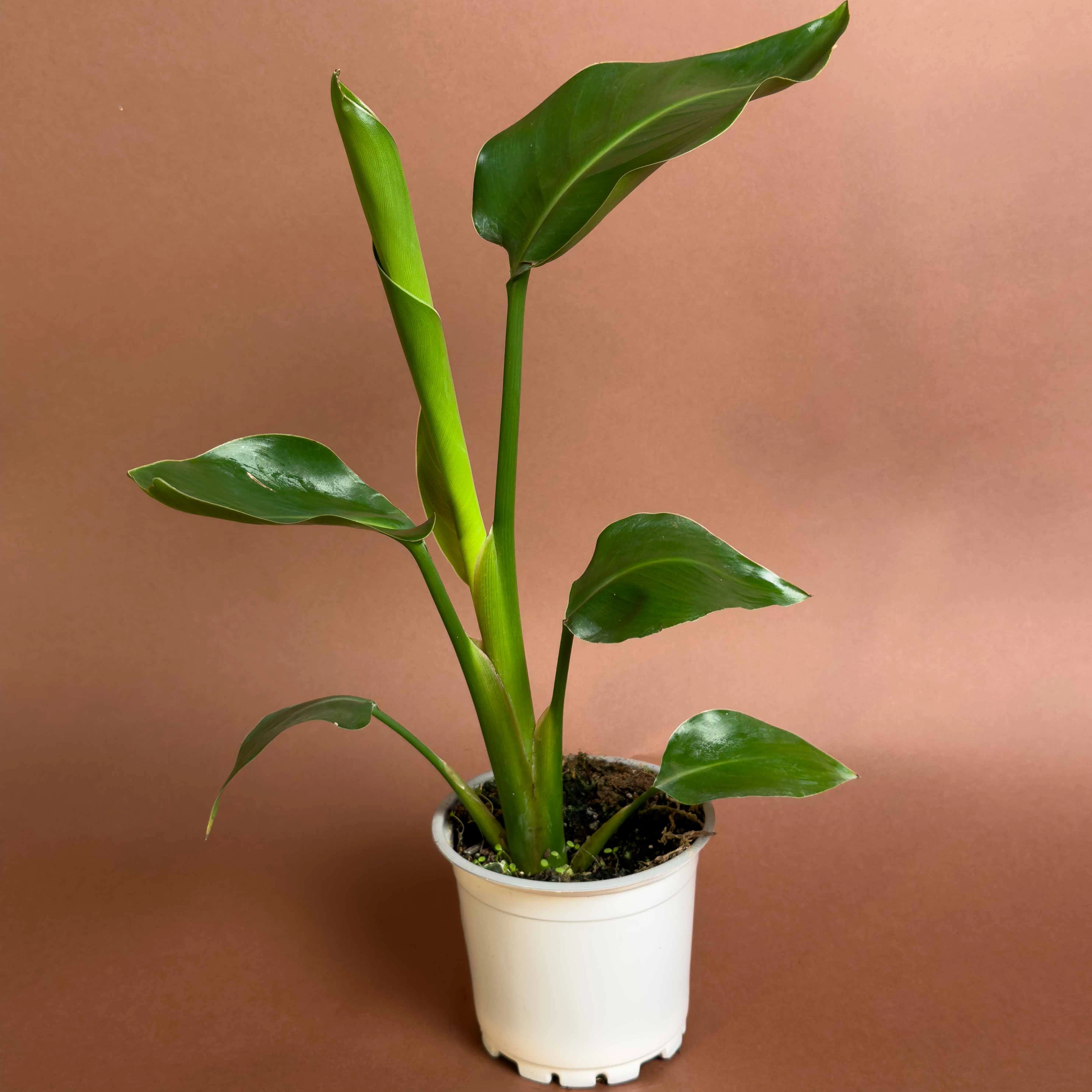 Baby Starliçe Strelitzia Reginae 35 Cm Canlı Yapraklı Kompakt Form