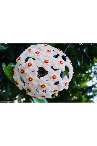 Harika Görünüm Beyaz Mum Çiçeği Fidanı 15-25 Cm Saksılı Çiçekli Bodur Bitkiler Hoya Carnosa