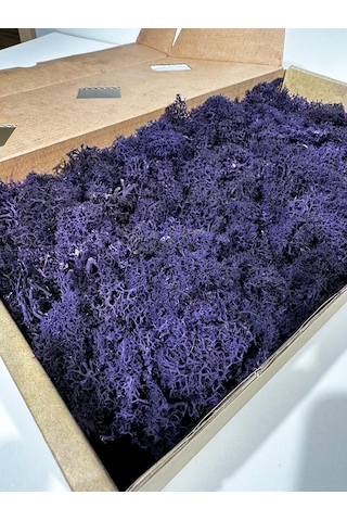 Reindermoss Şoklanmış Norveç Yosunu Terarium Yosunu Mor 5 Kg.