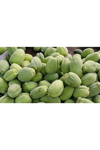 Ağaç Bamyası Fidesi 90-140 Cm
