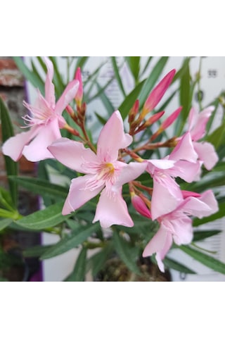 Zakkum Çiçeği Nerium Oleander - Renkli Ve Dayanıklı Çiçekli Bitki