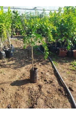 5 Yaş, Aşılı, Çin Turuncu Minyatür Kıbrıs Turuncu Fidanı, +100 Cm