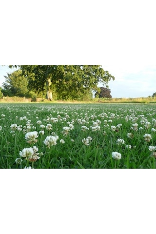 Ak Üçgül Tohumu 1 KG Süs Yoncası Bodur Yonca Çim Tohumu