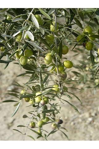Videolu Gemlik Trilye Bodur Zeytin Fidanı 6 Adet 50-70 Cm Olive Sapling Bahçe Bitkisi