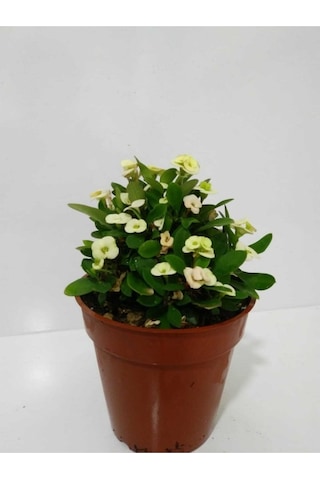 Beyaz Dikenler Tacı Euphorbia Milii