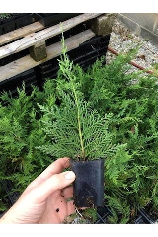 Bahçe Dekorasyon Leylandi Çam Fidanı 20 Adet Tüplü 10-25cm Cupressus