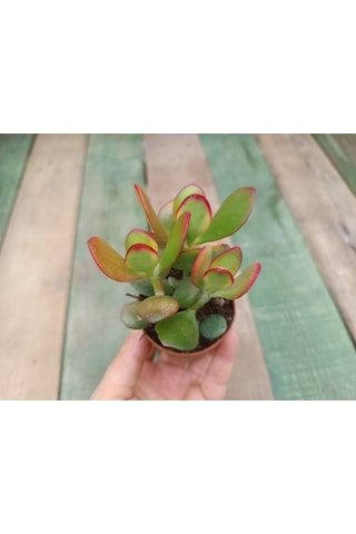 Crassula Ovata Hummels Sunset Para Ağacı 10-20 Cm