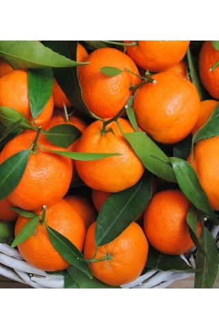 5 Adet Tüplü Yediveren Mandalina Fidanı 3 Yaş 5 Adet Tüplü