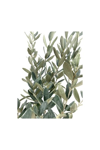 Zeytin Fidanı 2 Yaş 70-80 Cm Bol Verimli