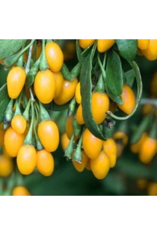 12 Adet Goji Berry Fidanı Sarı Renk Tombul Meyve 9 Luk Saksıda Aşılı 12 Ay Dikim Yapılabilir