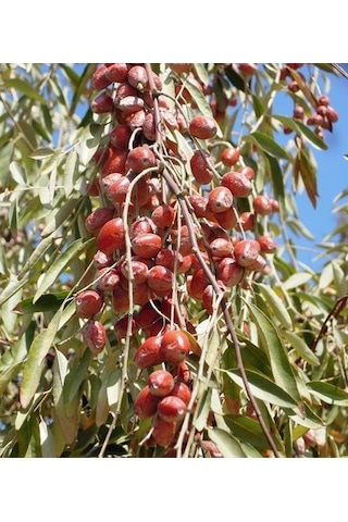 İğde Fidanı 150-200 Cm Tüplü