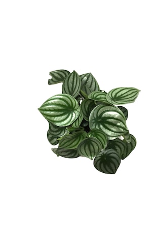 Peperomia Argyreia (Karpuz Çiçeği) Ø12 CM Y20-25 CM