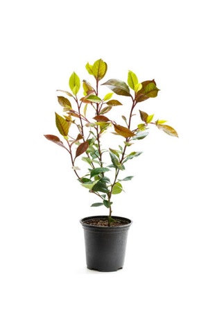 Çok Avantajlı Alev Çalısı Kırmızı Yaprak 30 50cm 1 Adet Photinia Serratifolia