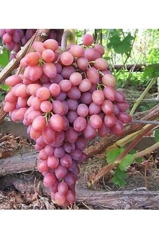 Al Üzüm Red Globe Üzüm Fidanı 60-100 Cm Tüplü