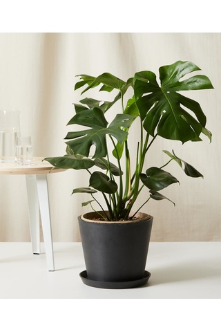 Monstera Deliciosa Deve Tabanı 60-80 Cm Orta Boy