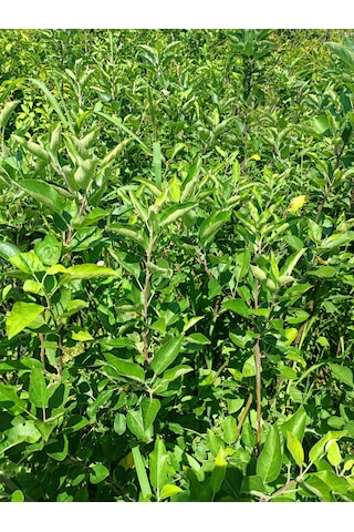 Yeşil Deniz Fidancılık Tüplü Yeşil Elma Fidanı 100-150 Cm