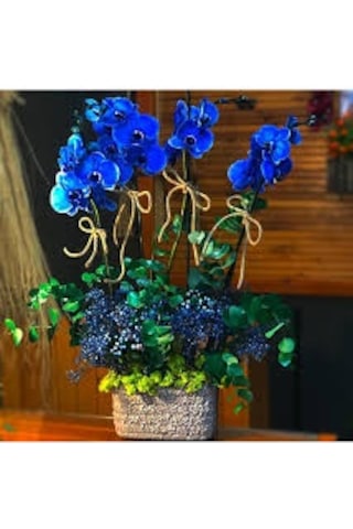 10 Adet Tohum Nadir Mavi Orkide Tohumu Orkide Çiçek Tohumu Saksı