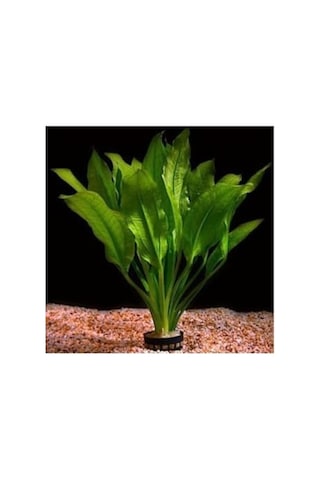 Akvaryum Bitkileri Echinodorus Amazonicus Saksı Canlı Bitki B043 Standart