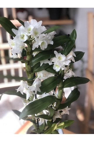Dendrobium Orkide Exclusive - Beyaz 2932
