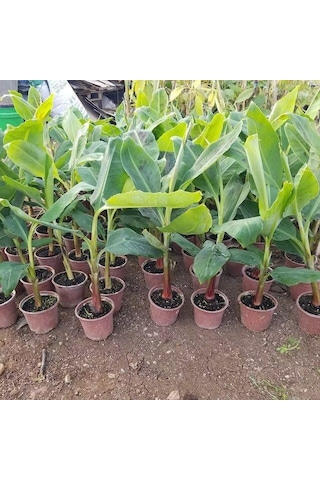 Kırmızı Muz Fidanı Özel Ürün 50-60cm 1 Litrelik Saksıda