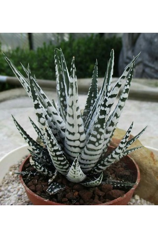 Haworthia Attenuata Albino 20 Adet