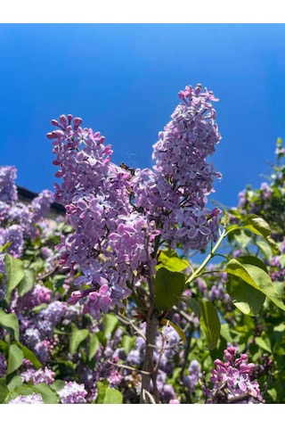 Videolu Hoş Kokulu Mor Renkli 1 Adet Leylak Ağacı Fidanı 40-80cm Tüplü Lilac Tree Sapling