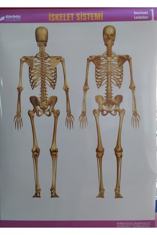 Gürbüz İskelet Sistemi Anatomi Levhası 70X100CM Askılı