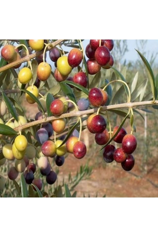 İspanyol Bodur Arbequina Zeytin Tohumu 5 Tohum