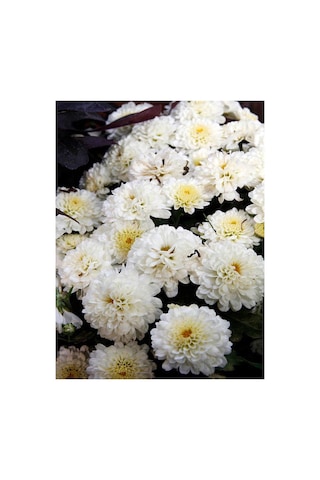 Beyaz Renk Kasımpatı 10-20 Cm Saksılı Salon Çiçeği