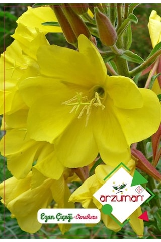 Arzuman Süs Bitki Ezan Çiçek Tohumu