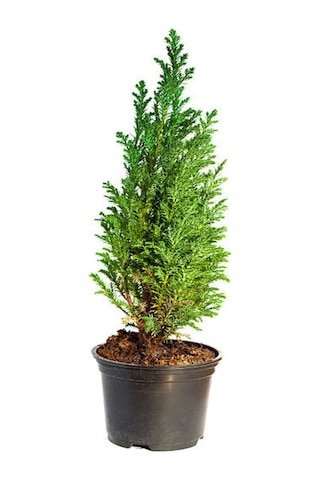 Videolu Bodur Leylandi Fidanı 20 35 Cm 1 Adet Saksılı Cupressoyparis Leylandii Blue Jeans