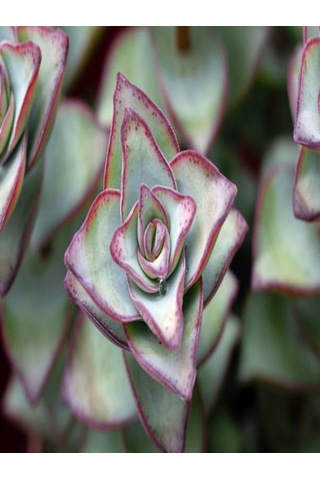 Serada Decor Plant Crassula Perforata 5.5mini Sukulent Saksısında Dolgun Formlu Teraryum Ve Sukulent