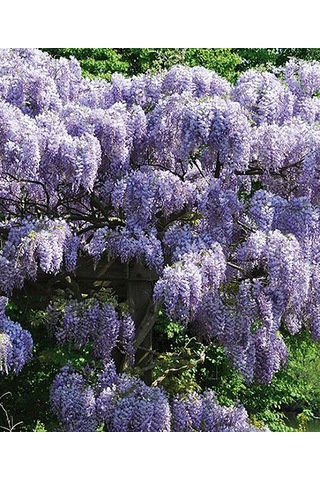 Mor Salkım Fidanı 40-60 Cm, Bahçenizde Masalsı Bir Güzellik