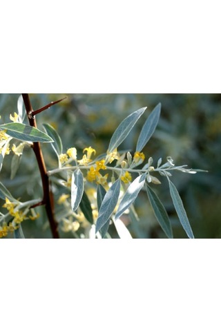 Anadolu İğde Fidanı Elaeagnus Angustifolia 10 Adet