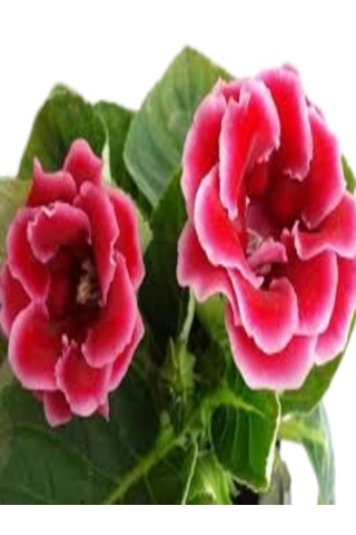 2 Adet Büyük Boy Gloksinya Bardak Menekşesi Kırmızı Renk