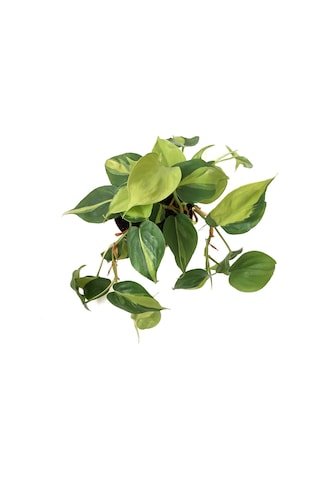 Philodendron Cordatum 'Brasil' Ø12 CM Y20-25 CM