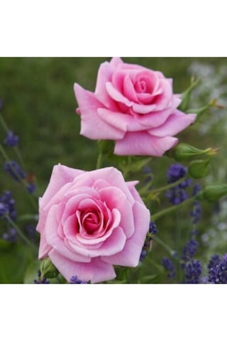 Videolu Pembe Yediveren Kokulu 40 70 Cm 2 Adet Saksılı Aşılı Gül Gül Pink Rose