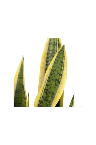 Isparta Gülü Sansevieria Paşa Peygamber Kılıcı Çiçeği Trifasciata