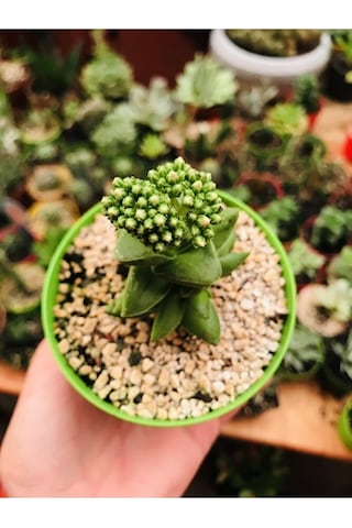 Crassula Springtime Sukulent Pembe Çiçekli