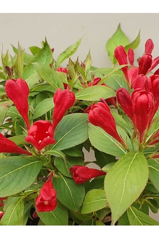 Kırmızı Renk Gelin Tacı Vangelya Çiçeği 1 Adet Saksılı 30-50cm Weıgela Florıda