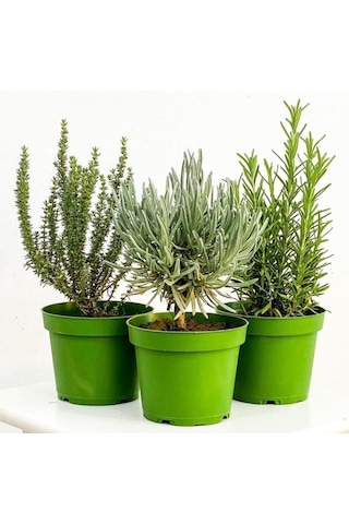 Kekik Nane Itır Üçlü Bitki Seti 3 Lü Set 10-20 Cm Aromatik