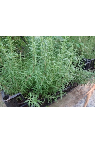 Yeşil Deniz Fidancılık Biberiye 20-40 CM