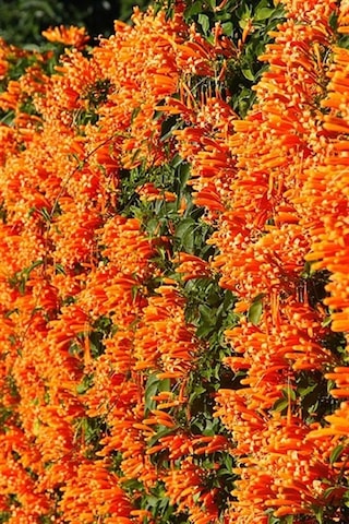Acem Borusu Sarmaşığı Fidanı Campsis Radicans - 1-2 Yaş, 20-40 Cm, Bahçe Ve Çit Bitkisi
